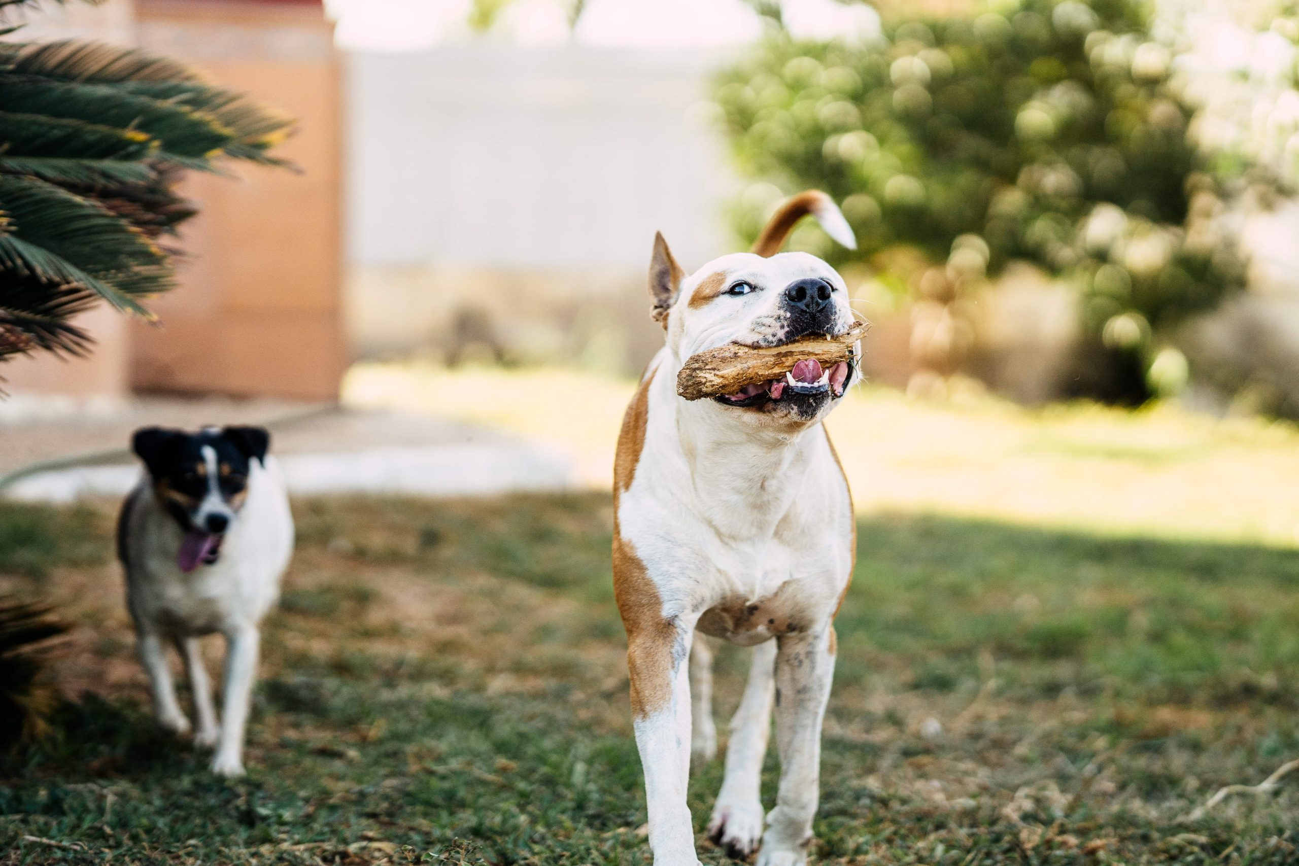 Dog Bite Claims in a Dense Neighborhood Environment