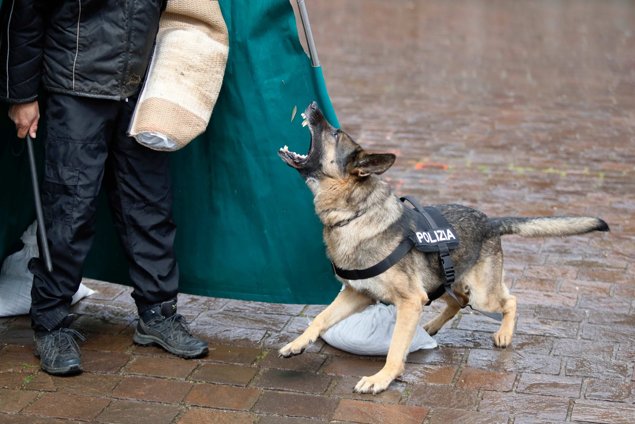 Dog Bite Legal Representation in Woodland Hills 