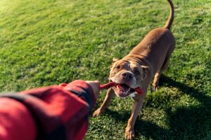 Landlord Dog Bite Liability