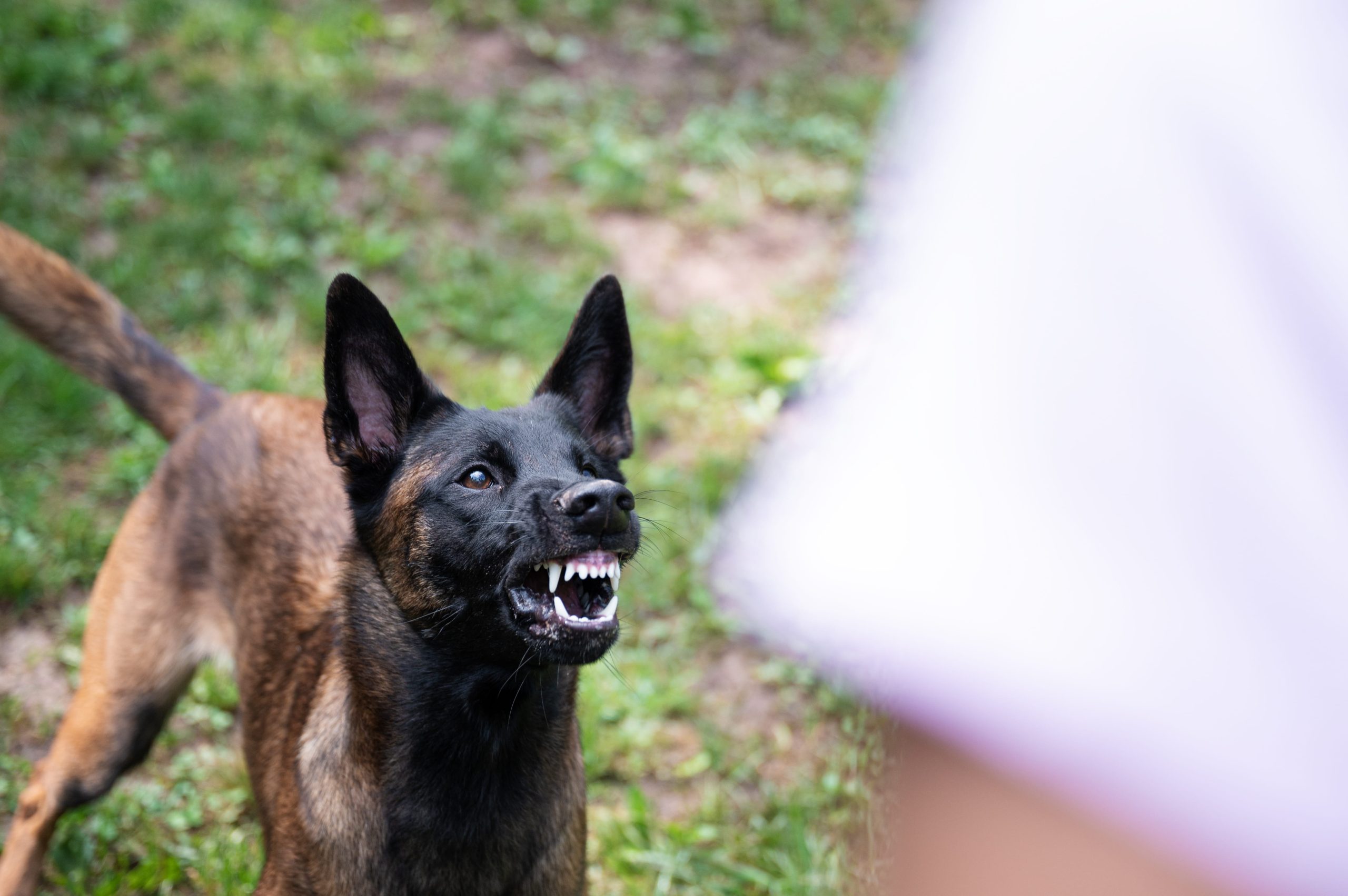 landlord liability for dog bite California